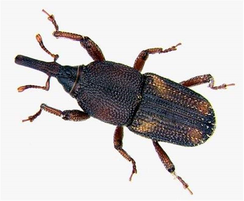 Έντομα Αποθηκών Coleoptera - τέλειο Sitophilus zeamais Mots.