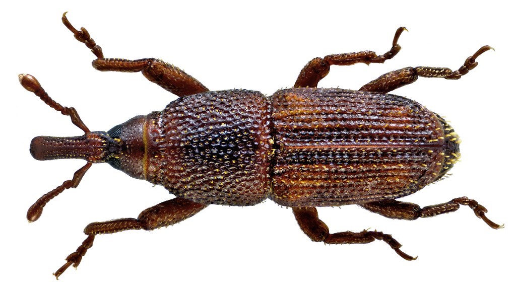 Έντομα Αποθηκών Coleoptera - τέλειο Sitophilus oryzae