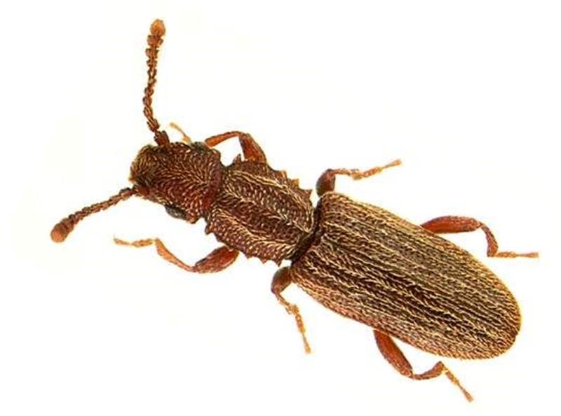 Έντομα Αποθηκών Coleoptera - τέλειο Oryzaephilus surinamensis L.