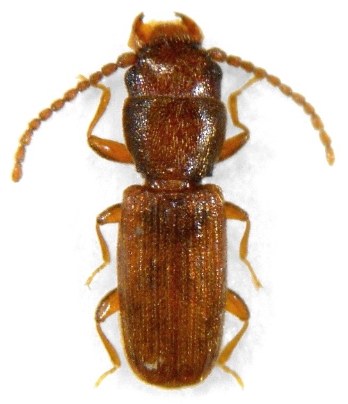 Έντομα Αποθηκών Coleoptera - τέλειο Laemophloeus ferrugineus 