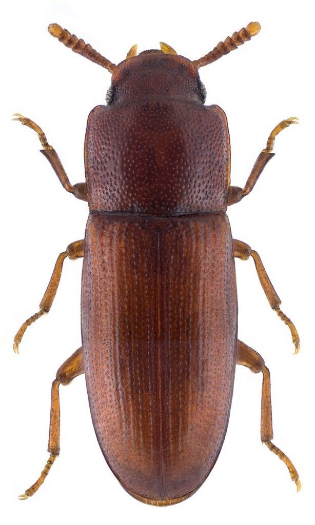 Έντομα Αποθηκών Coleoptera - τέλειο Palorus subdepressus