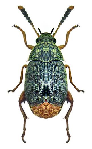 Έντομα Αποθηκών Coleoptera - τέλειο Acanthoscelides obtectus