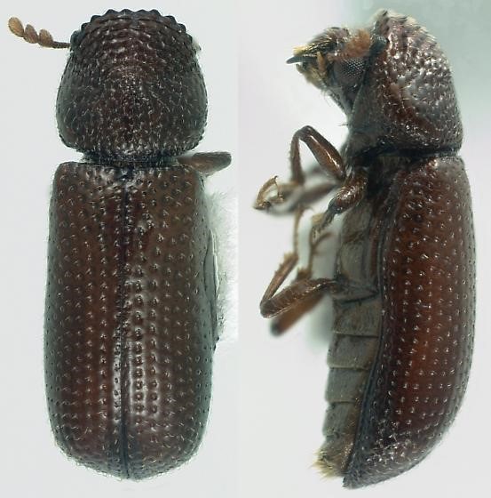 Έντομα Αποθηκών Coleoptera - τέλειο Rhyzopertha dominica Fabr.