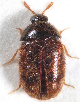 Έντομα Αποθηκών Coleoptera - τέλειο Trogoderma granarium Everts