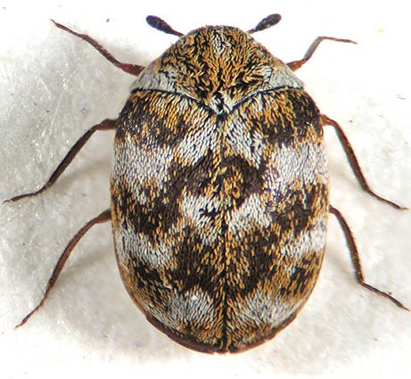 Έντομα Αποθηκών Coleoptera - τέλειο Anthrenus museorum (L)