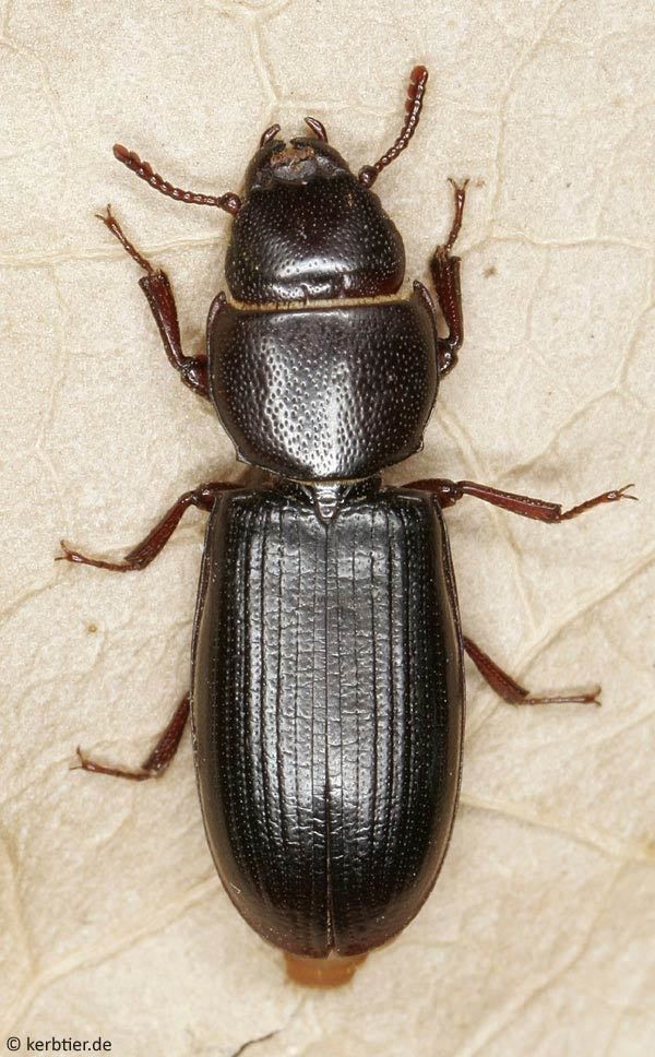 Έντομα Αποθηκών Coleoptera - τέλειο Tenebroides mauritanicus L.