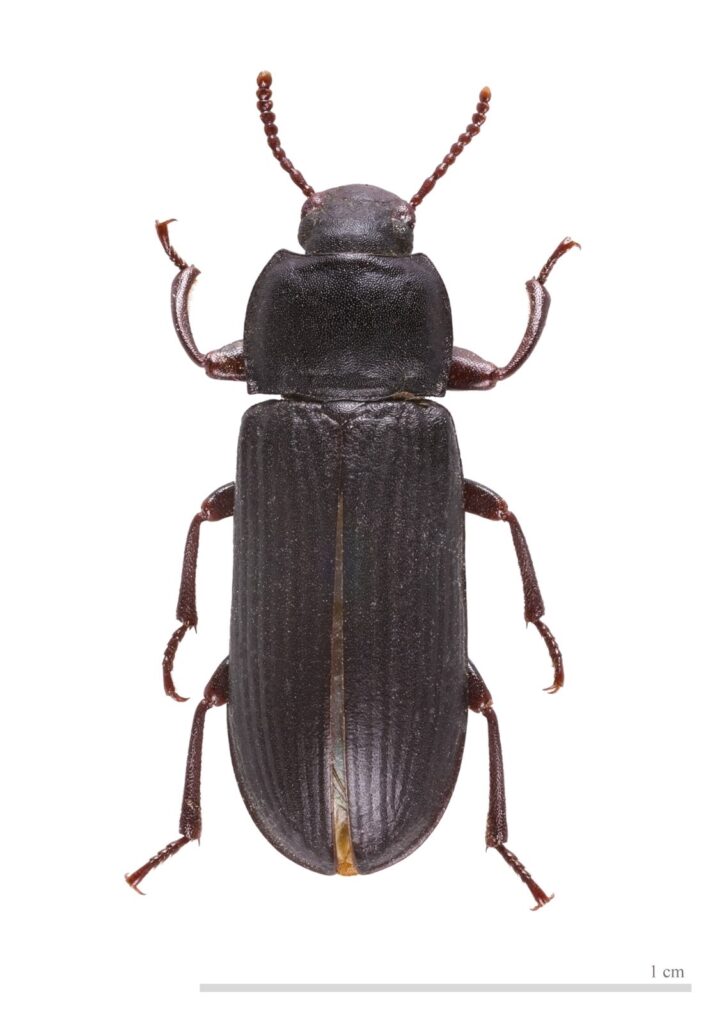 Έντομα Αποθηκών Coleoptera - τέλειο Tenebrio molitor L.