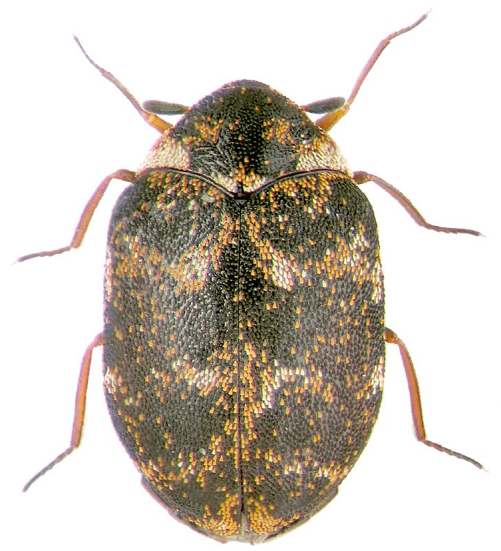 Έντομα Αποθηκών Coleoptera - τέλειο Anthrenus verbasci (L)