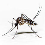 Aedes spp