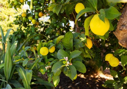 Citrus limon Citrus limon