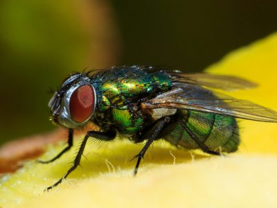 Οικιακή μύγα (Musca Domestica) Οικιακή μύγα (Musca Domestica)