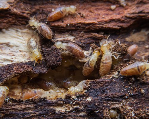 termites on decomposing wood. Τερμίτες